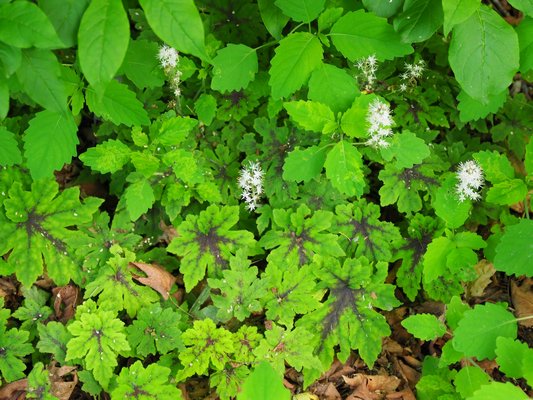 This Tiarella Sugar and Spice thrives in full shade under a dense canopy from a dogwood. It’s a woodland native that thrives in shady moist sites. Young Impatiens capensis, also shade loving plants, are behind them and will flower when about 3 feet tall. ANDREW MESSINGER