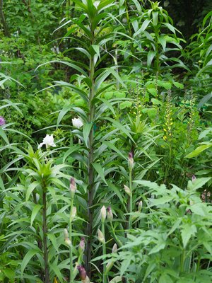 The tall lily in the center is so well staked and tied that both are nearly invisible. The stake is directly behind the stem--but can you find the tie? It’s the flexible stretch type just to the right of the white iris flower to the left of the lily stem. ANDREW MESSINGER