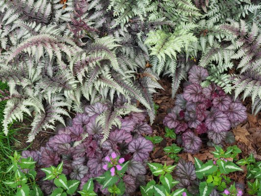 Just 5 feet from the trunk of a 100-year-old maple tree that provides high, thin shade, Japanese painted ferns and a pair of purple foliage Heucheras grow as Lamium Anne Greenway starts to creep in (bottom). ANDREW MESSINGER