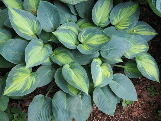 Hostas can add a dramatic element to shady spots with a variety foliage colors, patterns and growth habits with some as small as a few inches to as large as 5 feet across and 4 feet tall. ANDREW MESSINGER