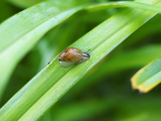 Snails like this one on a daylily leaf do the same damage as slugs and are controlled the same way. Slugs can be more prevalent in some areas and snails in others. ANDREW MESSINGER