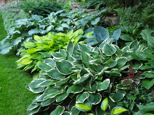 These hostas are shaded from the sun by a several tall lilac shrubs not seen on the right. Other plants can be planted among the hostas for added color like the red astilbe (lower right) which flowers before the hostas throw up their flower spikes. ANDREW MESSINGER