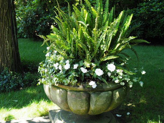 This urn gets bright light (still shade) and spots of sun for about 20 minutes early in the morning, but it’s still a shady spot directly under the dense canopy of an oak tree. Other than the Boston fern, the other plants are Impatiens and Lamium. ANDREW MESSINGER