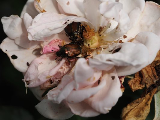 Japanese beetles feeding on a rose flower. The beetles will often be seen feeding in groups of two or more. ANDREW MESSINGER
