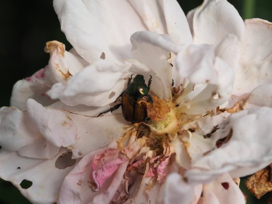 Japanese beetles have a characteristic coppery body color with a green-tinged head area, and will feed on flowers and foliage. ANDREW MESSINGER