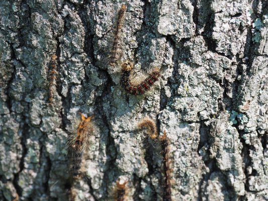 A live Gypsy moth caterpillar in the center surrounded by dead caterpillers killed by the predatory fungus. ANDREW MESSINGER