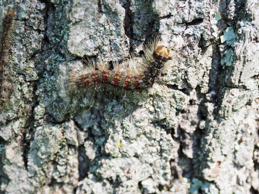 Gypsy moth caterpillar with its characteristic sets of red and blue spots on its back. This caterpillar is about an inch long but they can be as small as 1/4 inch growing to 2 inches. ANDREW MESSINGER