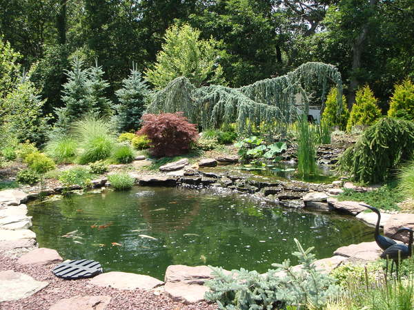 A nearly 60,000-gallon estate koi pond featuring over 200 imported and domestic koi in Nissequogue. COURTESY AQUATIC HABITATS