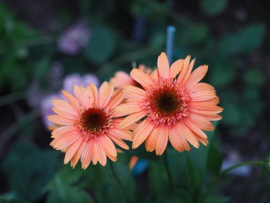 Echinacea "Supreme Cantaloupe" has a flower whose color is remarkably true to name and makes for nice cuts. ANDREW MESSINGER