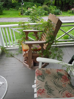 And now the rocking chair had become her property as her vines now grew to well more than 15 feet long. But I was in love. ANDREW MESSINGER