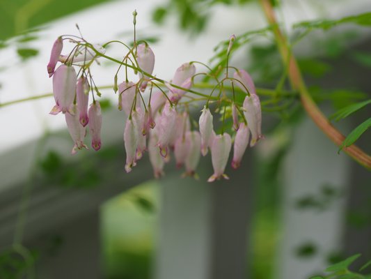 The plant gave me a clue to her identity when she began to flower in July and we were finally introduced.  ANDREW MESSINGER
