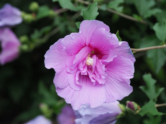 A ‘double’ flowering form of Hibiscus syriacus from the Chiffon series has twice the petal count of a single shrub hibiscus. ANDREW MESSINGER