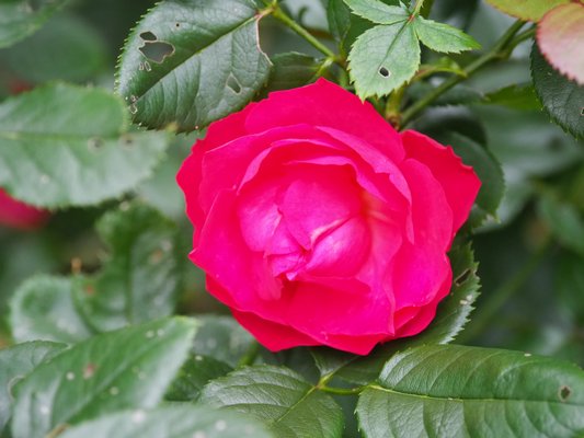 The flower color on the Oso Easy Double Red rose can change dramatically as the light changes. At dusk, the flowers seem to glow, while in brighter light there are slight hints of pink. This is an incredibly easy rose to grow with only minor to insignificant leaf spotting. ANDREW MESSINGER