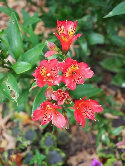 Alstroemeria “Inca Joli” tends toward a reddish orange. This plant was still flowering in mid-October and had been blooming since June. ANDREW MESSINGER