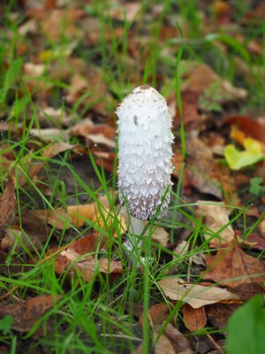 It’s the fall mushroom season. Unless you know exactly what species of mushroom you’ve found never, never, ever eat wild mushrooms. ANDREW MESSINGER