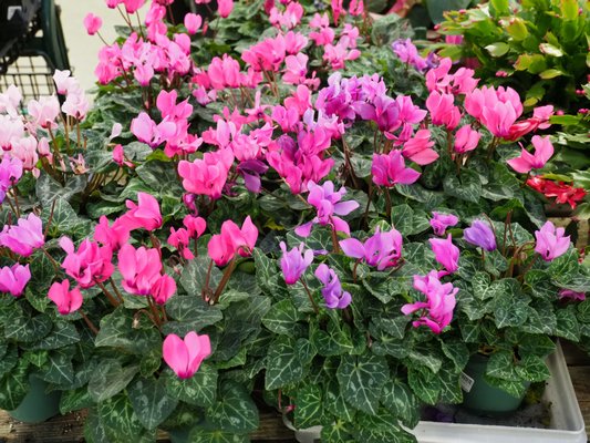 The florist’s Cyclamen does well in a cool spot and will continue to flower indoors all winter so it’s a holiday plant that gives back for months. ANDREW MESSINGER