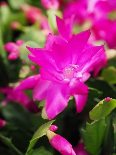 A traditionally colored Christmas cactus. This plant will flower at the same time every year as long as it’s left in the same location. It thrives on neglect. ANDREW MESSINGER