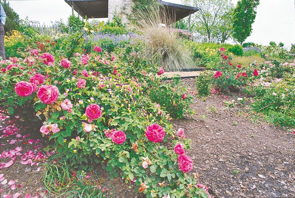 Michael Shoup discovered roses flourishing long after the people who planted them had gone. MICHAEL SHOUP