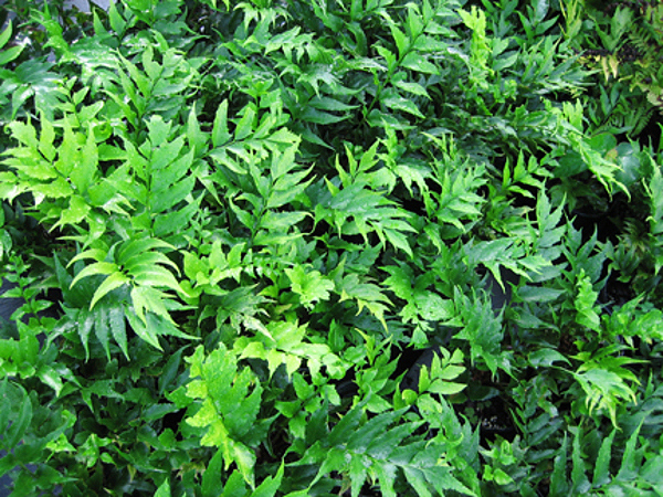 Holly fern