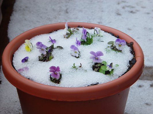 Pansies are a hardy lot and they can tolerate moderate frosts and even early spring snows. ANDREW MESSINGER