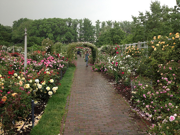 The Cranford Rose Garden.    SARAH OWENS