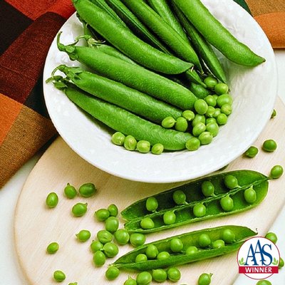 Mr. Big is an English or garden pea that was bred for its large pods and high yields. The large pods are easy to shell and the plants often produce two pods per node. Vines reach 2 to 3 feet, mature in about 60 days and need vertical support. COURTESY AAS
