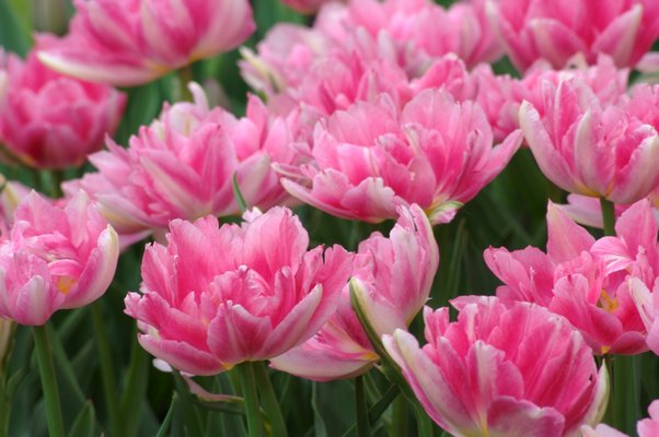 Double Early Tulip Peach Blossom.  COURTESY COLORBLENDS