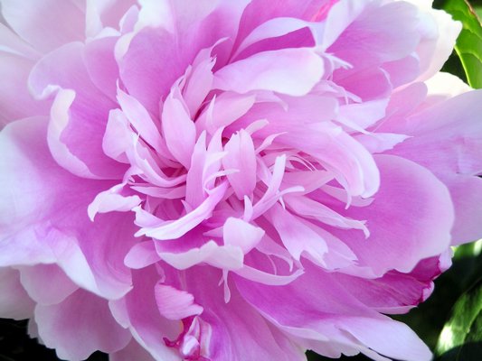 Klehm’s Song Sparrow Farm and Nursery offers 145 different types of peonies. No credit