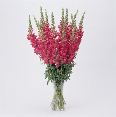 Potomac Cherry Rose is one of the taller snapdragons that can be used in the back of a border but its real strength is as a cut flower. It grows 36 to 60 inches tall so it’s great for vase use. It can be grown from seed started in late February then blooming from June onward. COURTESY THE NATIONAL GARDEN BUREAU