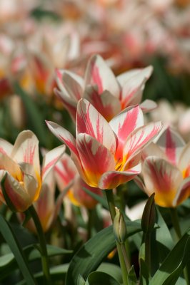 Greigii Tulip Quebec.   COURTESY COLORBLENDS