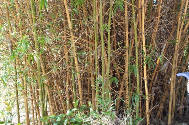 Legislation has been introduced in New York State that would regulate "running bamboo."