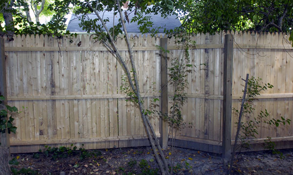 The fence has bends and curves to accommodate trees.