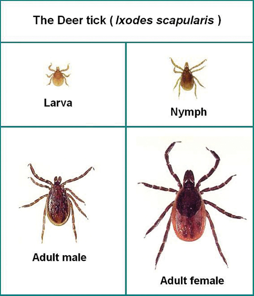 Deer ticks.