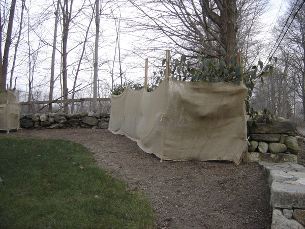 Using burlap to shield shrubs like rhododendrons from winter wind and ice can help prevent costly damange. ANDREW MESSINGER