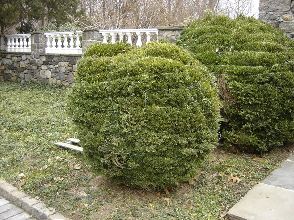 The same boxwood, tied to compact the branches to prevent breakage. ANDREW MESSINGER