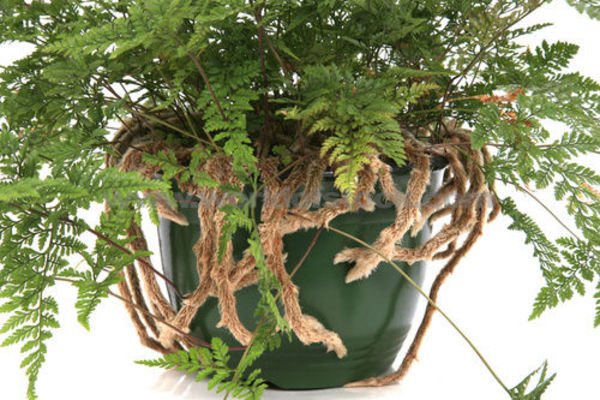 Rabbit foot fern