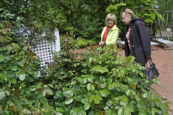 Helga Dawn, left, and Huguette Hersch talk roses. BY MICHELLE TRAURING