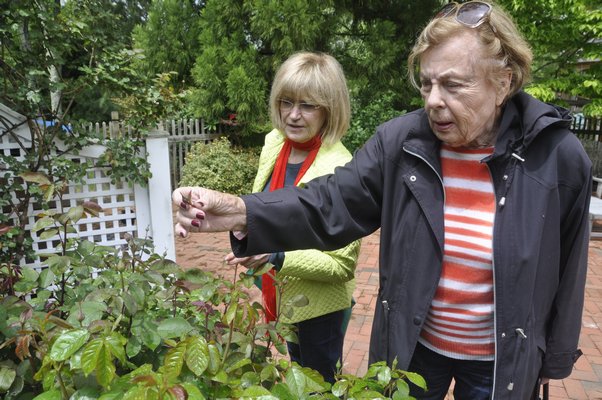 Helga Dawn, left, and Huguette Hersch talk roses. BY MICHELLE TRAURING