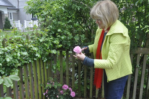 Helga Dawn, left, and Huguette Hersch talk roses. BY MICHELLE TRAURING