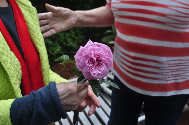 Huguette Hersch holds a Gertrude Jekyll rose. BY MICHELLE TRAURING