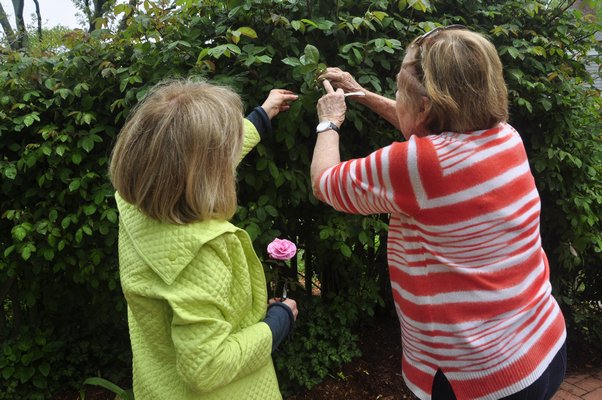 Huguette Hersch, left and Helga Dawn talk roses. BY MICHELLE TRAURING