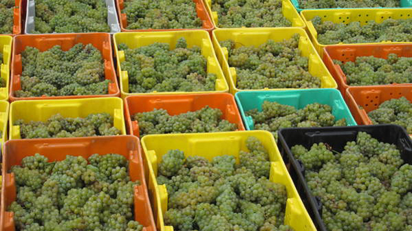 The wide variety of wines available at Bedell Cellars