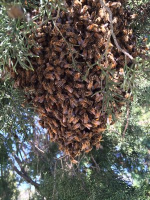 A bee swarm. COURTESY DONNA HARTZ FAUBER