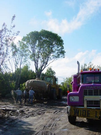 Tree moving at Warren's Nursery farm in the Hamptons - where the local stock of big trees live.