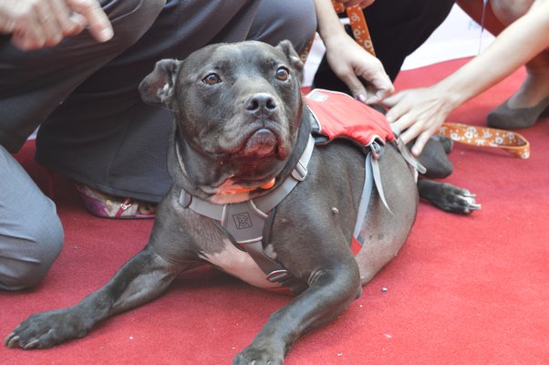 Cherry the pit-bull, star of "The Champions," on the red carpet. ALYSSA MELILLO