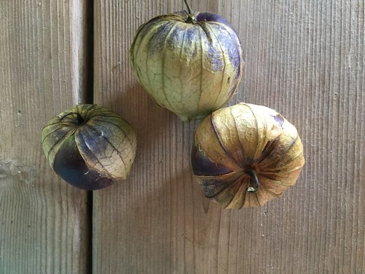 Purple tomatillos. HANNAH SELINGER