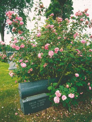 Michael Shoup discovered roses flourishing long after the people who planted them had gone. MICHAEL SHOUP