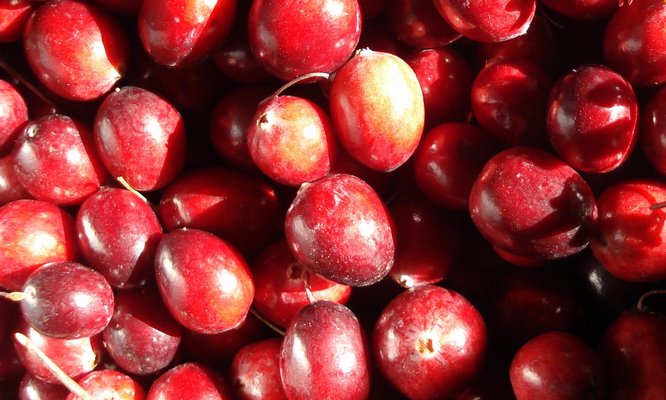 The cranberry is a pretty fruit. CHARLES ARMSTRONG/UMAINE COOPERATIVE EXTENSION