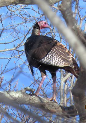 Turkeys roost for the night in trees but otherwise spend their time on the ground. MIKE BOTTINI