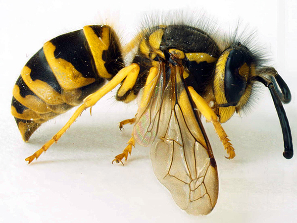Yellow jackets are members of the wasp family.